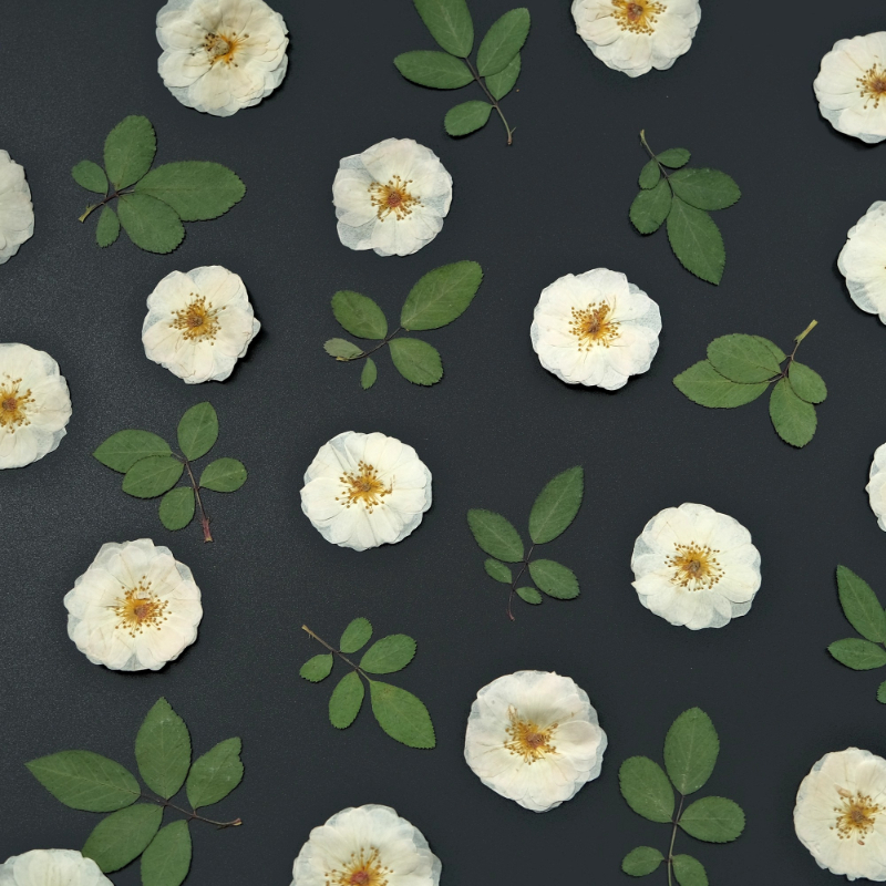 6pcs,9pcs,Nature White Rose Pr - Resin Craft Ideas ulasan dan harga
