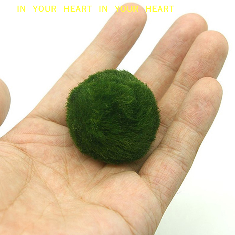 【X】3-4cm Marimo Moss Balls Liv - Terrarium Moss Art ulasan dan harga