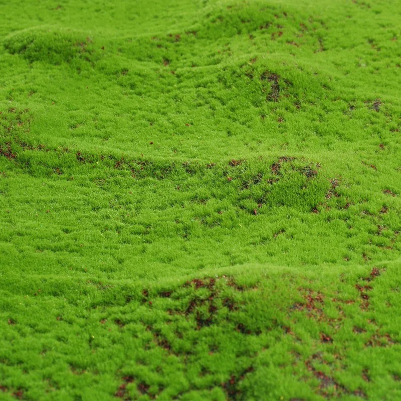 50X50cm Artificial Grass Rug F - Terrarium Moss Art ulasan dan harga